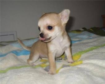 Chihuahua welpen