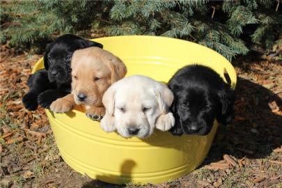 Zuckers��e Labradorwelpen