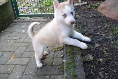 Siberian Husky Welpen mit VDH/DCNH/FCI-P