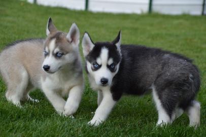 Siberian Husky Welpen mit VDH/DCNH/FCI-P
