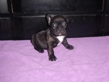 Franz�sische Bulldogen dt.  Zucht/fertig