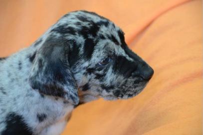 Catahoula - Louisiana Leopard Dog Welpen