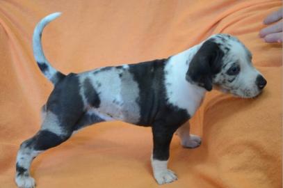 Catahoula - Louisiana Leopard Dog Welpen