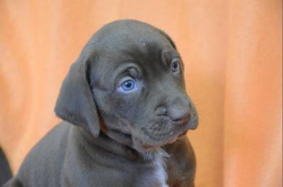 Catahoula - Louisiana Leopard Dog Welpen