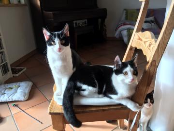 Sch?ne Jungkatzen suchen tollen Platz