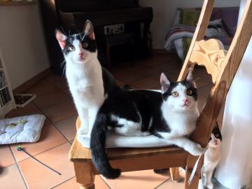 Sch?ne Jungkatzen suchen tollen Platz