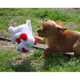 Wundersch�ne -Labrador- Welpen mit Papie