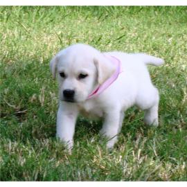 Wundersch�ne -Labrador- Welpen mit Papie