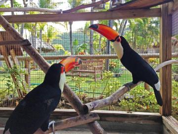Toco toucan WhatsApp +32 466 49 29 01  o