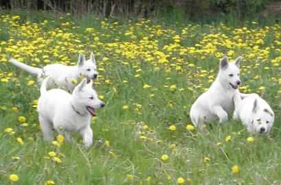 Wei�er Schweizer Sch�ferhund fci