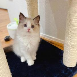 Baby kitten mit papieren