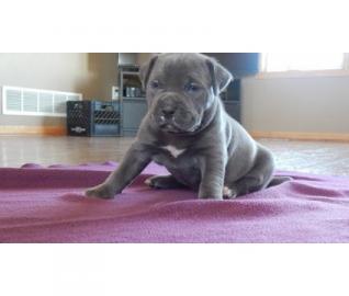 Wundersch�ne reinrassige Pitbull Welpen