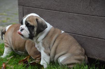 Reinrassige Englische-Bulldoggen Welpen