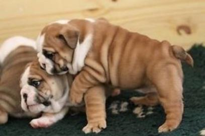 Reinrassige Englische-Bulldoggen Welpen