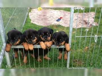 Rottweiler welpen