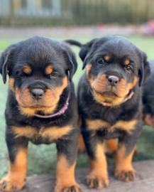 Qualit�t Rottweiler Welpen mit Papieren
