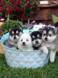 Pomsky Welpen mit Papieren whatsapp Numm