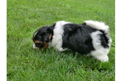 Reinrassige Biewer Yorkshire Terrier +++