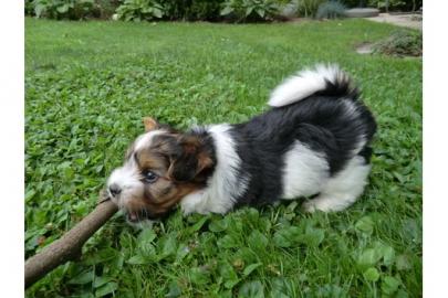 Reinrassige Biewer Yorkshire Terrier a l