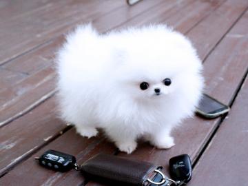 Zauberhafte Pomeranian-Zwergspitz Welpen