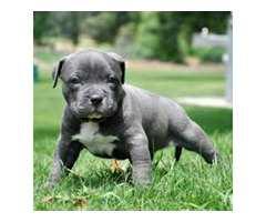 TOP American- Pitbull- Blue- Line- Welpe