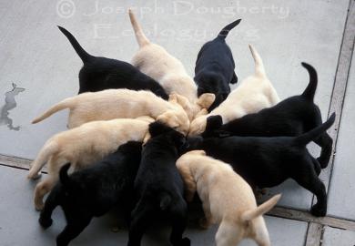 Wundersch�ne Silber Labrador Welpen weib
