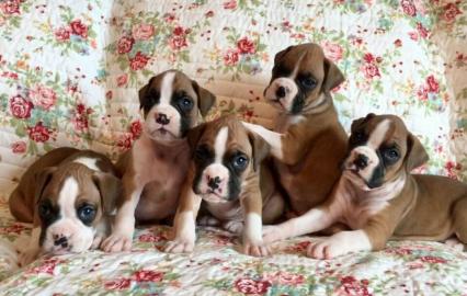 Sch�ne Boxerwelpen