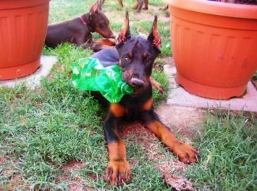 Reinrassige Dobermannwelpen zu verkaufen