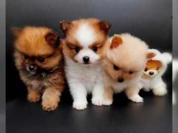 Pomeranian Welpen zu verkaufen
