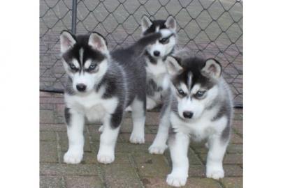 Reinrassige Siberian Husky Welpen abzuge