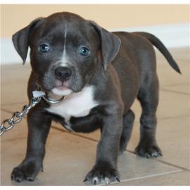 Original Reinrassiger Pitbull blue line
