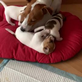 sch?ne Jack Russell Terrier-Welpen