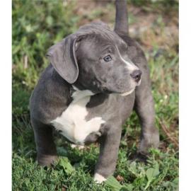 Pitbull blueline welpen abzugeben