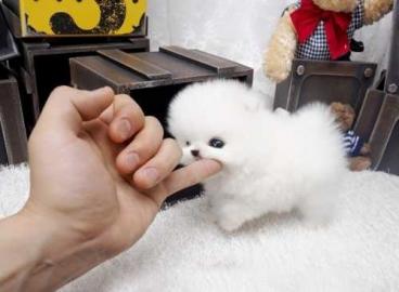 Superkleine Erh?ltlich Pomeranian Zwergs