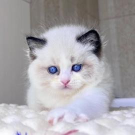Ragdoll-K�tzchen mit Stammbaum