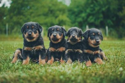 Welpen Beauceron mit Stammbaum