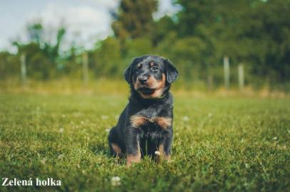 Welpen Beauceron mit Stammbaum