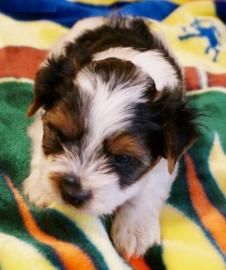 Biewer Yorkshire Terrier Welpen mit Papi