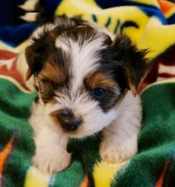 Biewer Yorkshire Terrier Welpen mit Papi