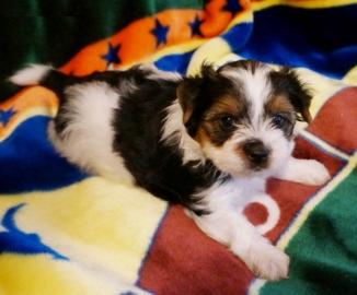 Biewer Yorkshire Terrier Welpen mit Papi