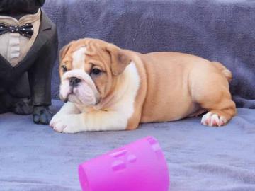Englisch Bulldog Welpen 100% Rassehunde