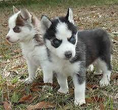 Siberian Husky Welpe, 12 Wochen alt