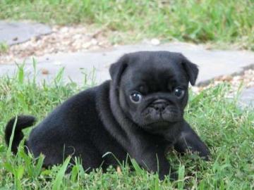 Mops welpen