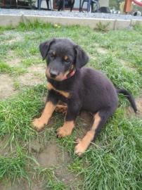 Beauceron mit Herkunftsausweis