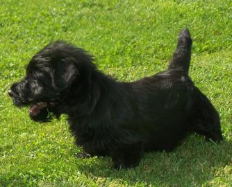 Scottish Terrier sehr sch�ne scottische