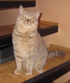 S��e BKH Kitten mit Kulleraugen suchen