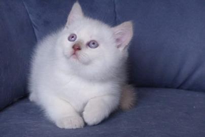 S��e BKH Kitten mit Kulleraugen suchen