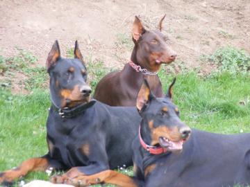 Sch�ne reinrassige Dobermannwelpen