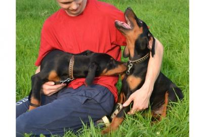 Sch�ne reinrassige Dobermannwelpen