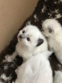 Super s��e Ragdoll K�tzchen K�tzchen Reg